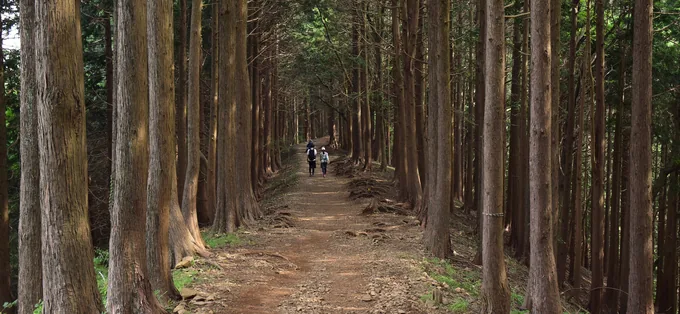 A path through a forest of Japanese cedar (sugi) in Tanzawa, Kanagawa