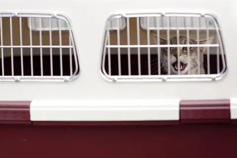 A cat peering through the wire window of a pet carrier with its mouth open