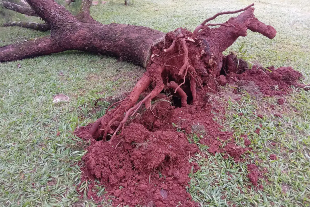 草地上倒下的树木,翻起的根部还沾着红褐色土壤