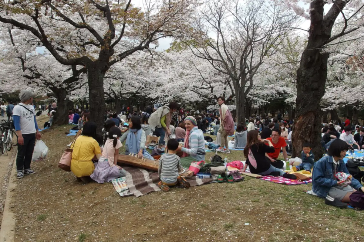 代代木公園內,白色櫻花樹下坐在野餐墊上的人們