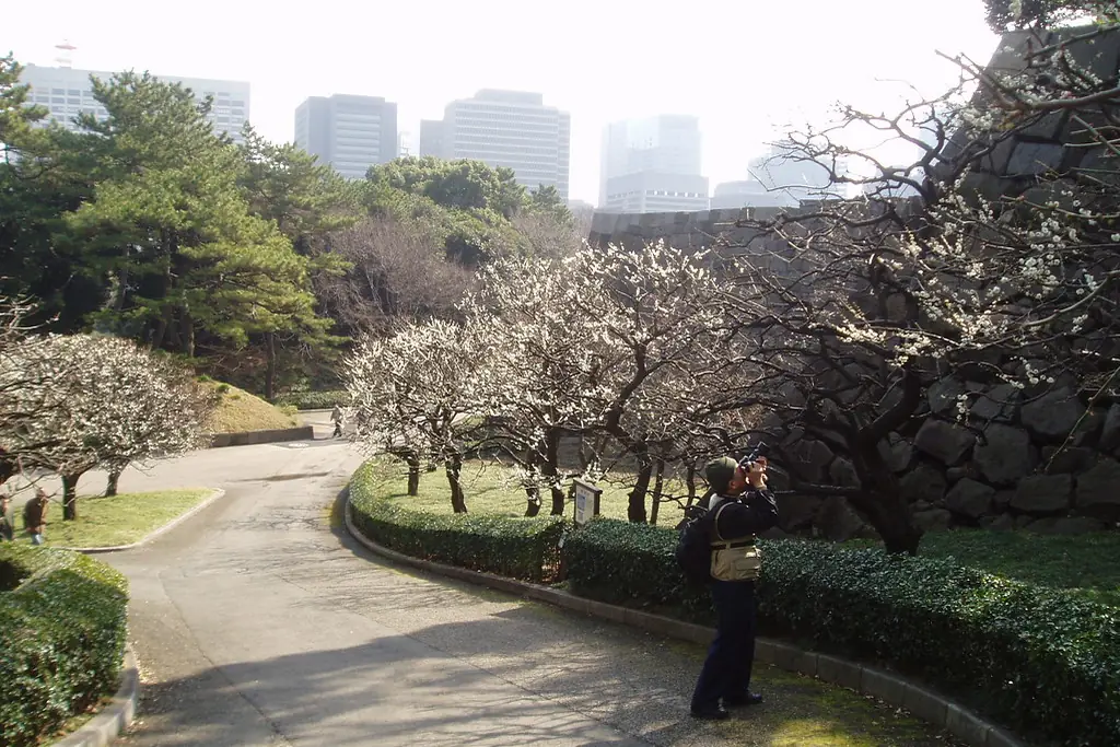 东京皇居庭园内，石墙旁弯曲小径上盛开的白梅树