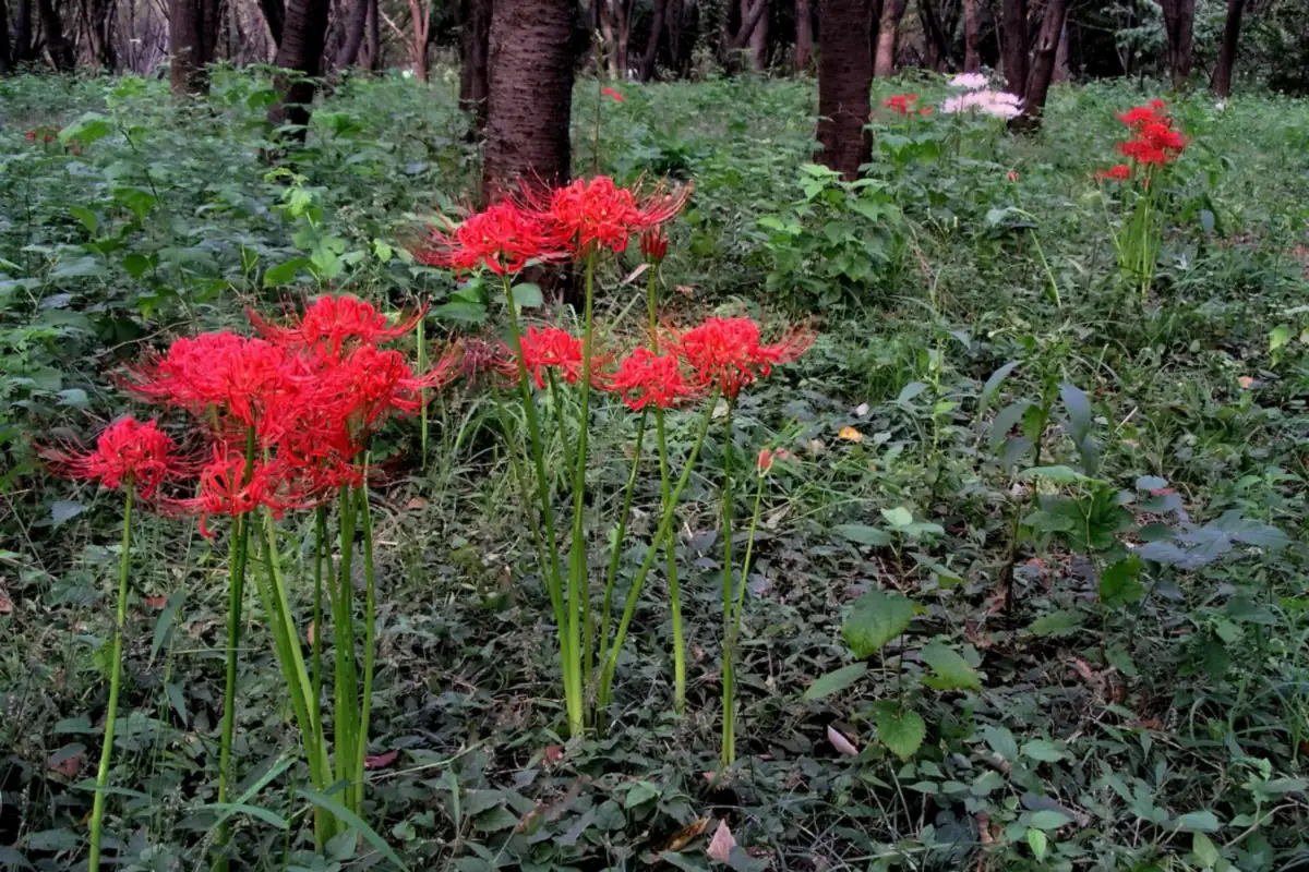 木の幹と緑の草の間に咲く、赤い彼岸花の群生