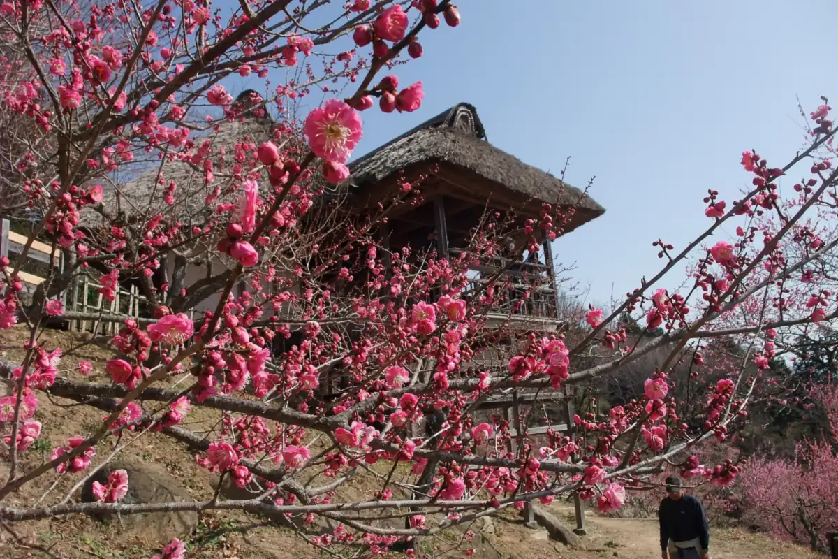 Pink plum blossoms in front of a thatched-roof building at Bairin Park, with a person walking on the path