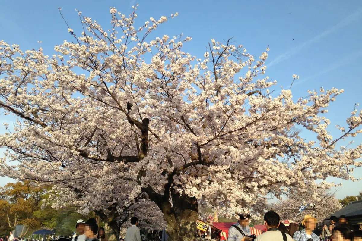 Cherry trees in full bloom at Ohori Park in Fukuoka, with visitors walking below
