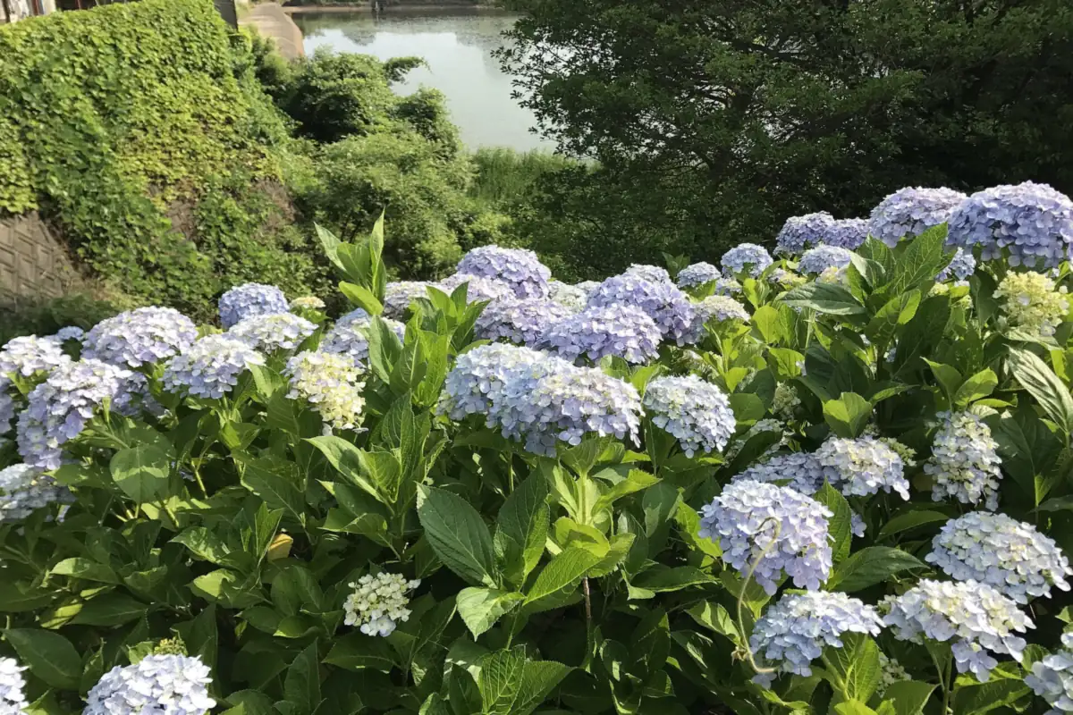 Blue and white hydrangea flowers in full bloom with trees and green leaves behind them