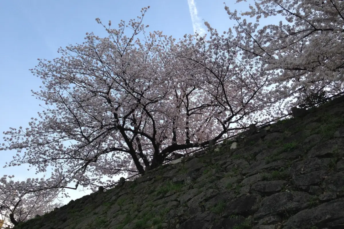 Cherry tree in full bloom with pale pink blossoms above a stone wall at Fukuoka Castle