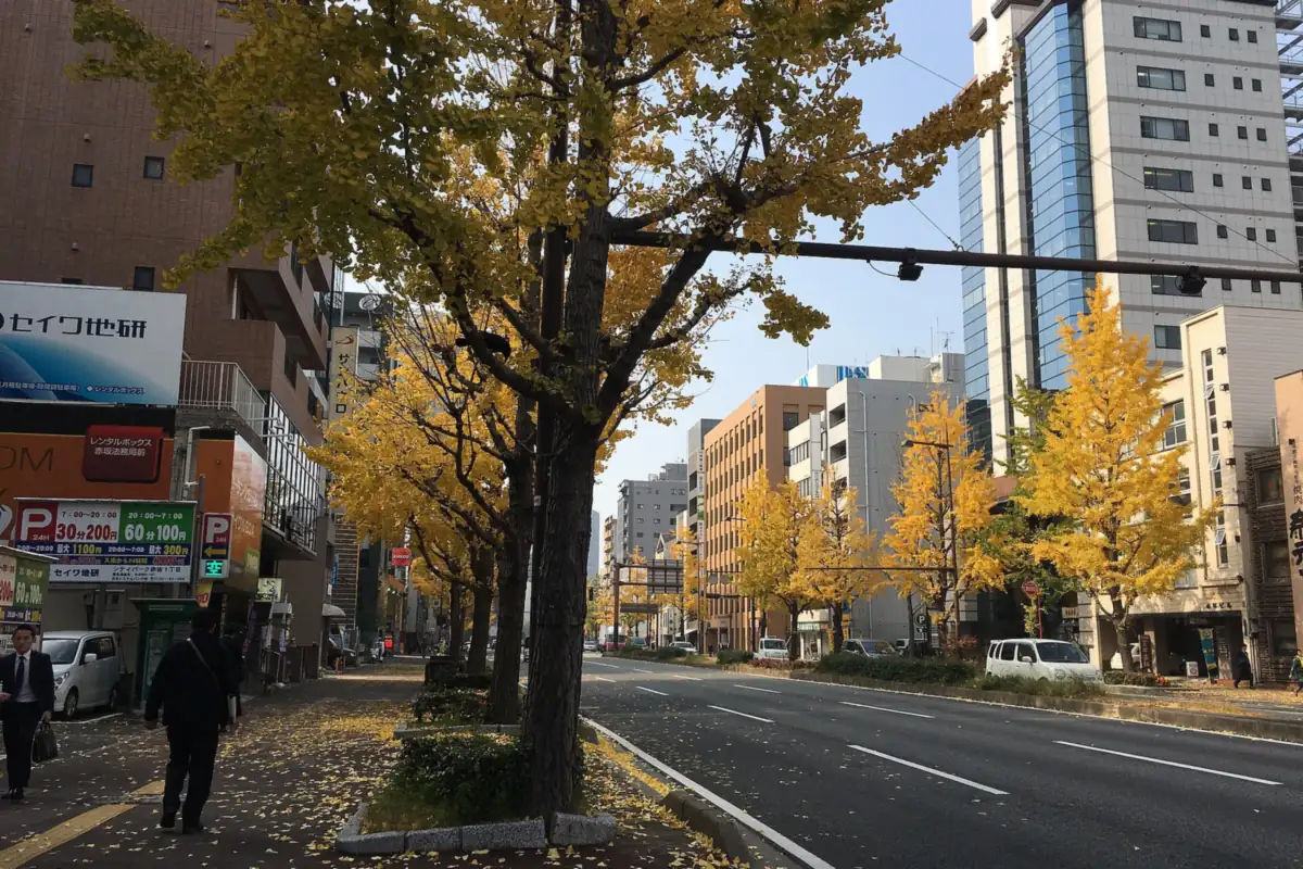 Rows of trees with yellow autumn leaves along Showa-dori avenue in Fukuoka City