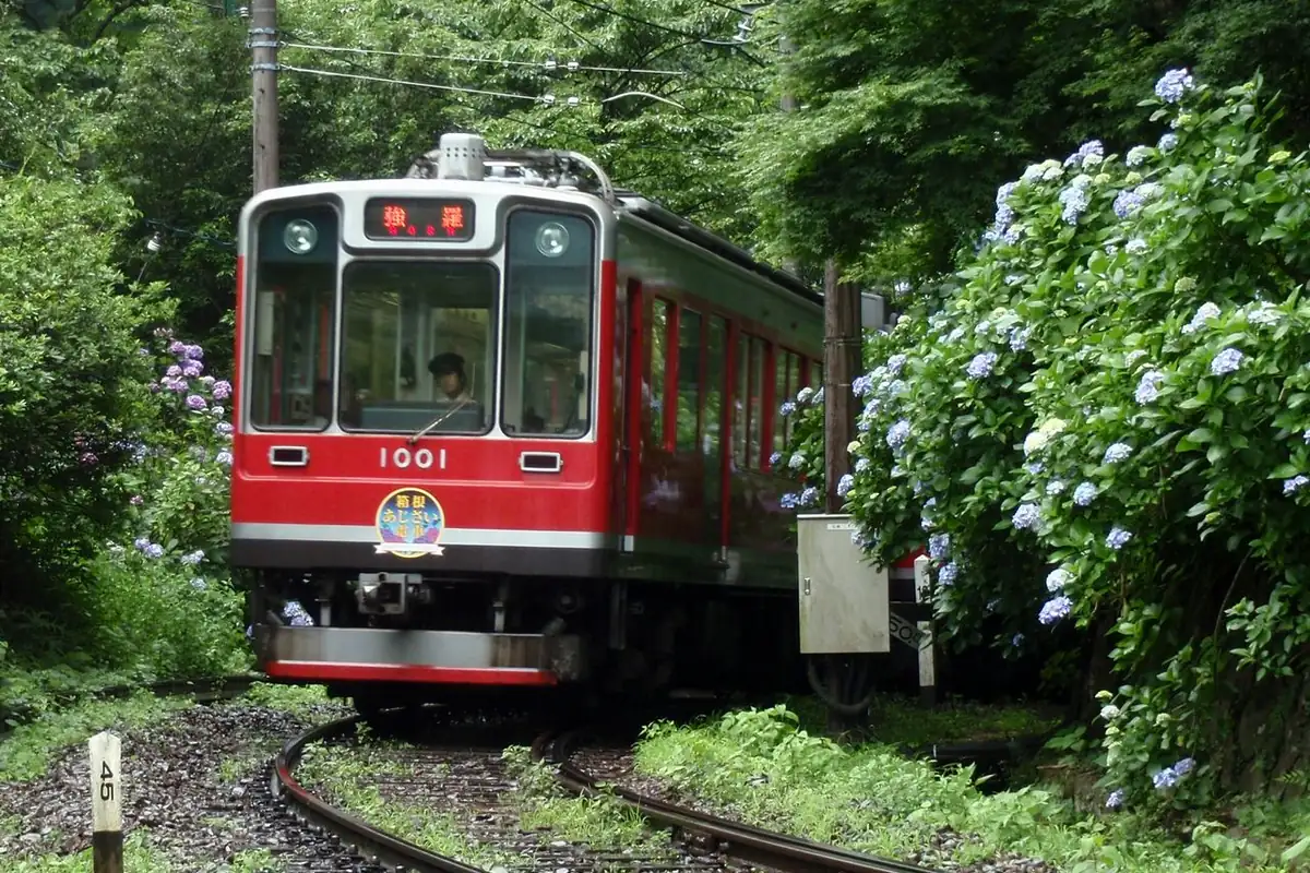 A red Hakone Tozan Railway train numbered 1001 passing blue hydrangeas along a curved track