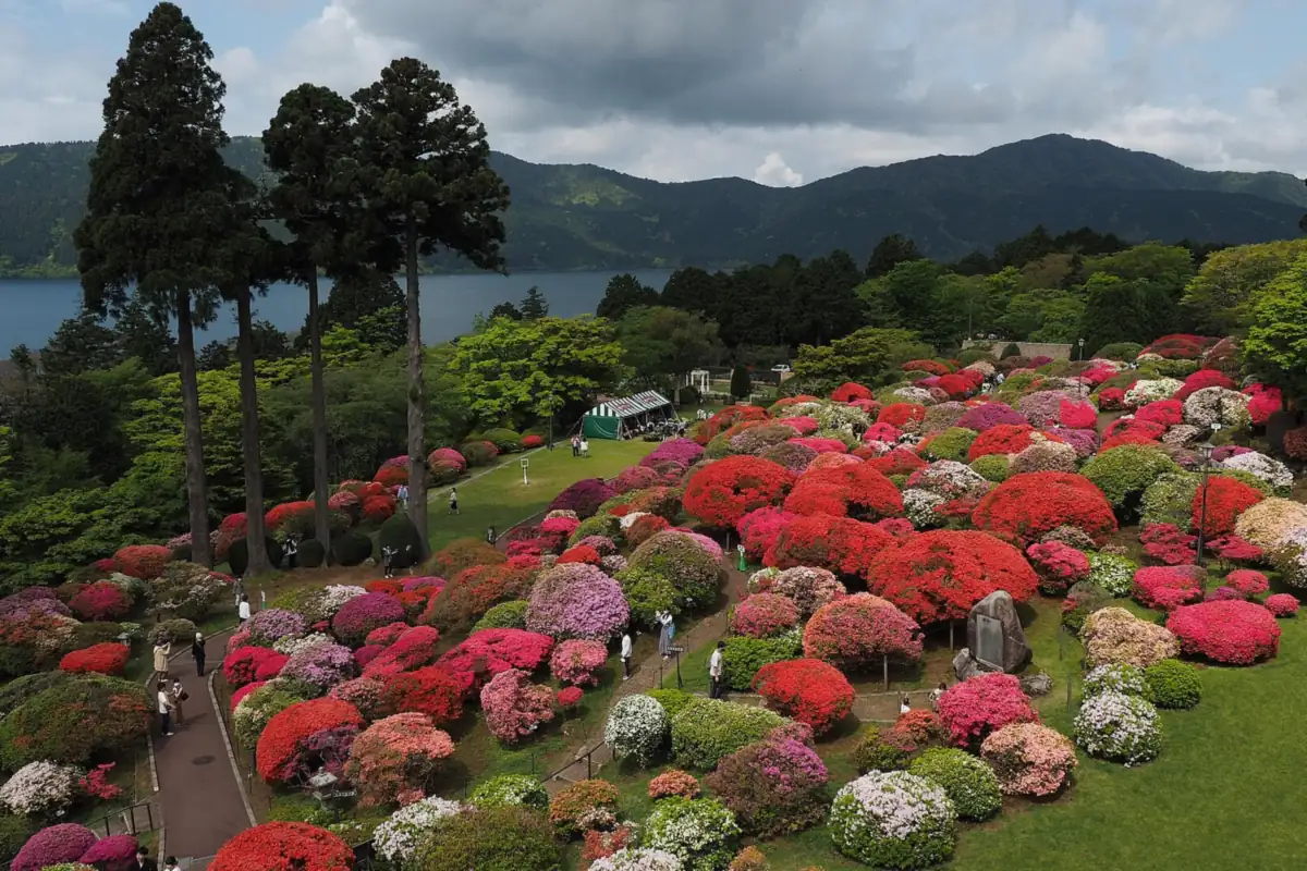 Colorful azaleas in full bloom in a Hakone garden, with Lake Ashi and mountains behind