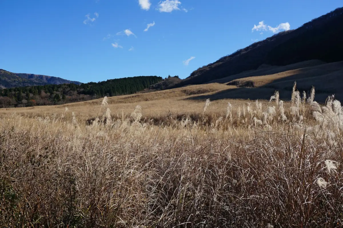 箱根仙石原の丘を覆うすすき、背後に山の斜面と木々