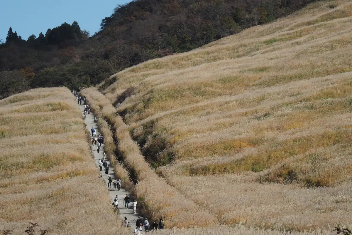 A path climbing a hillside of golden susuki grass at Sengokuhara, Hakone, with visitors walking on it