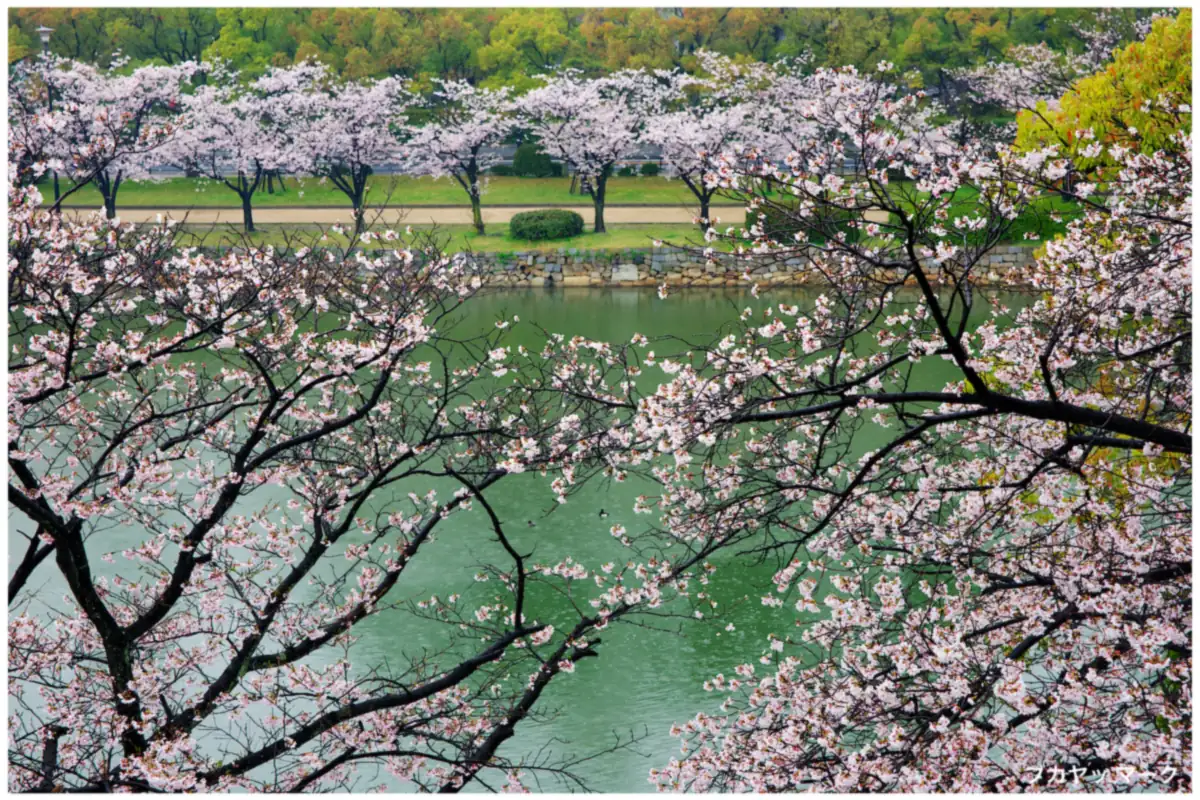 Cherry blossoms in bloom over the green moat of Hiroshima Castle, with a stone wall on the far bank