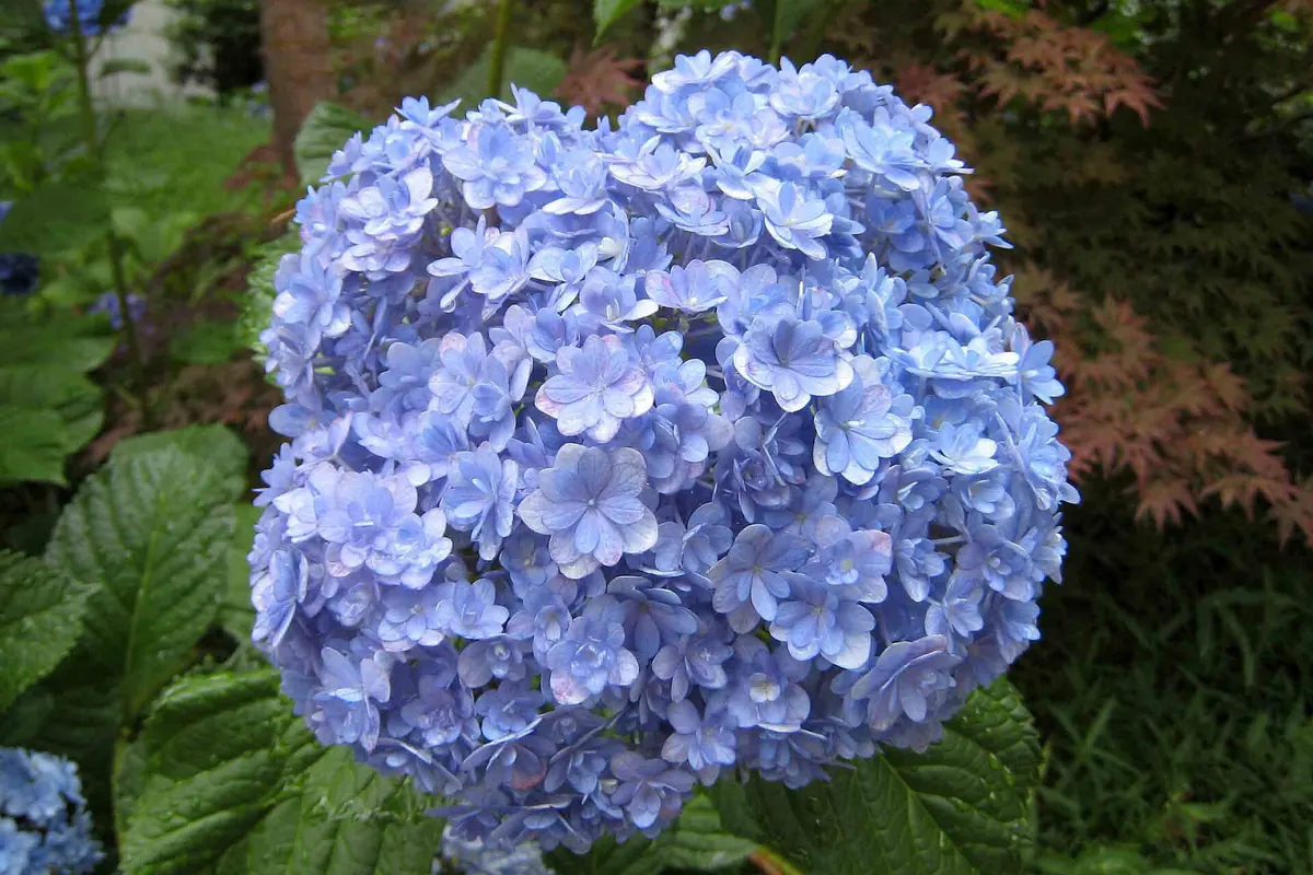 A pale blue hydrangea in full bloom with green leaves at Shukkeien Garden in Hiroshima