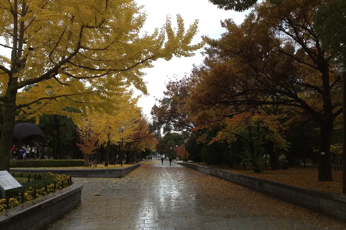 Paved path in Hiroshima Peace Memorial Park lined with yellow ginkgo trees and fallen leaves on the ground