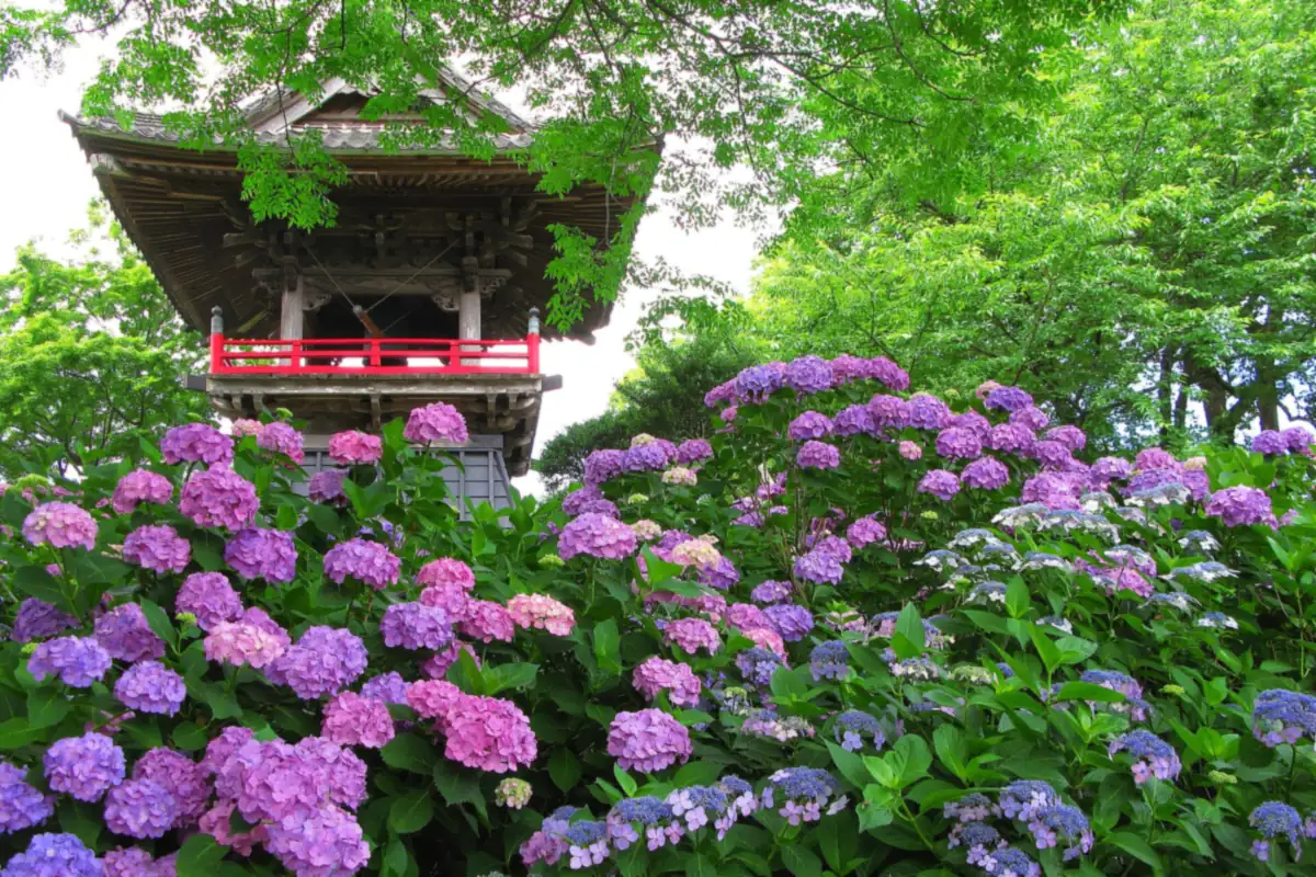 能護寺の赤い欄干がある木造の鐘楼前に咲くピンク・紫・青のアジサイ