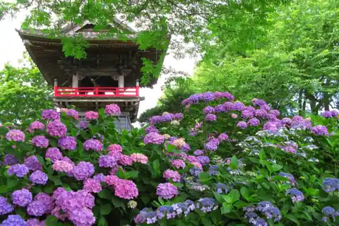 노고지(能護寺)의 붉은 난간이 있는 목조 종루 앞에 핀 분홍색·보라색·파란색 수국