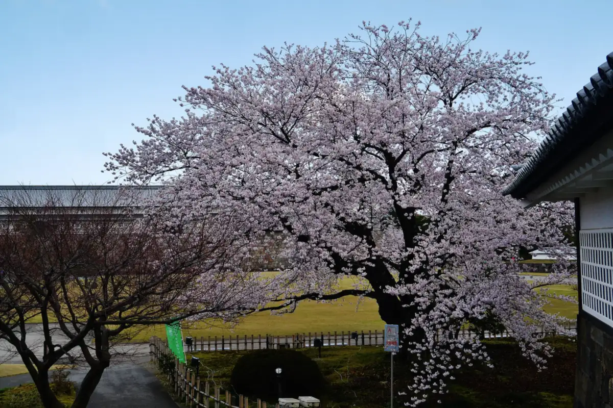 A large cherry blossom tree in full bloom beside a white-walled building with a tiled roof at Kanazawa Castle