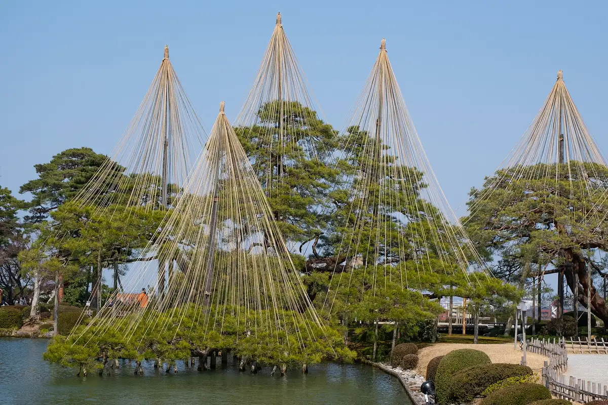 Cone-shaped yukitsuri ropes around pine trees beside a pond in Kenroku-en Garden, Kanazawa