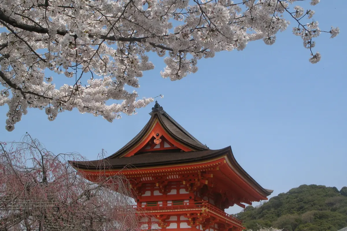 Red pagoda at Kiyomizu-dera Temple in Kyoto with cherry blossoms overhead