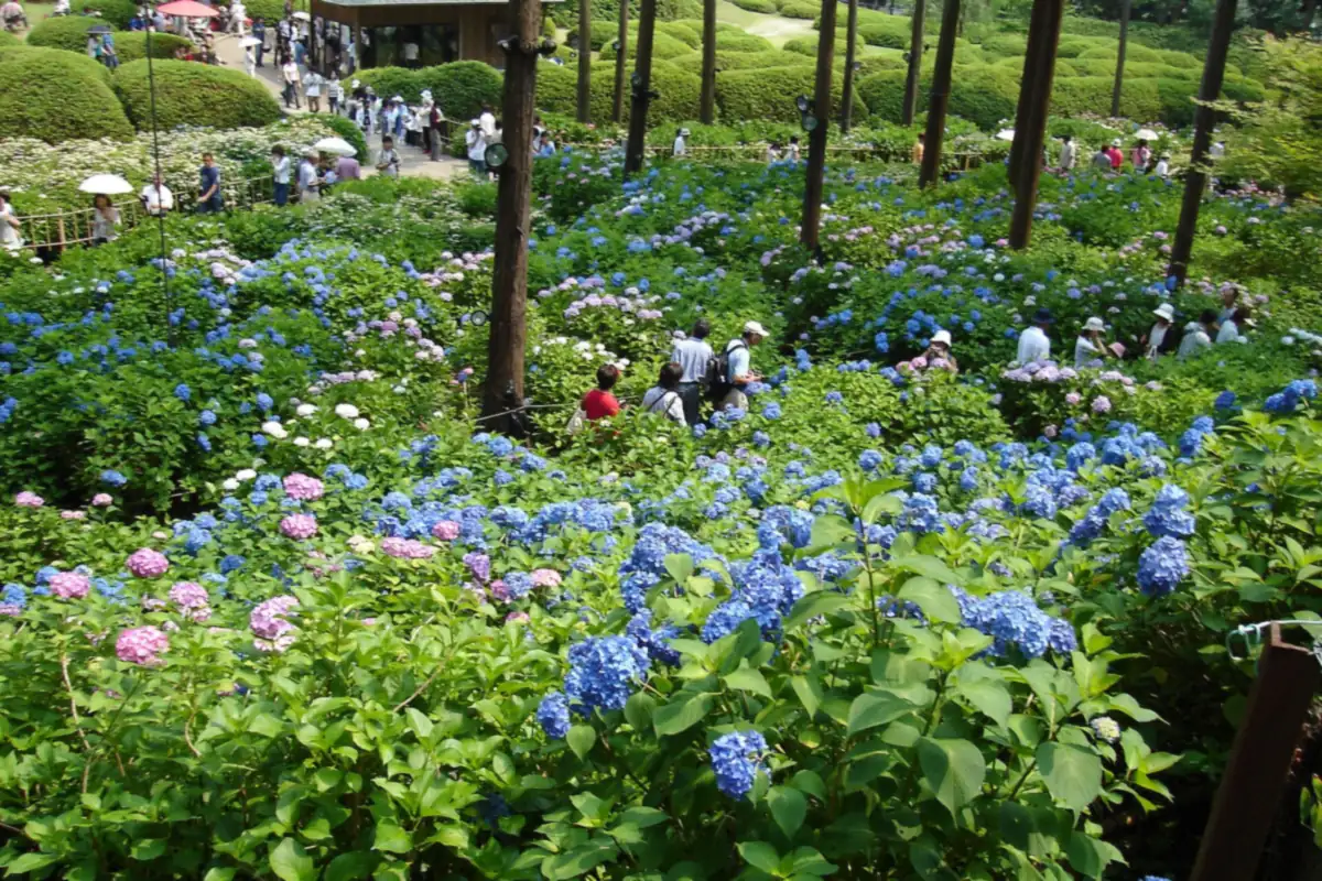 京都・三室戸寺で咲く青とピンクの紫陽花、小道を歩く参拝者たち