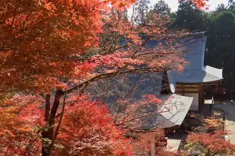 교토 진고지(神護寺), 사찰의 어두운 지붕 앞 붉고 주황빛을 띤 단풍잎