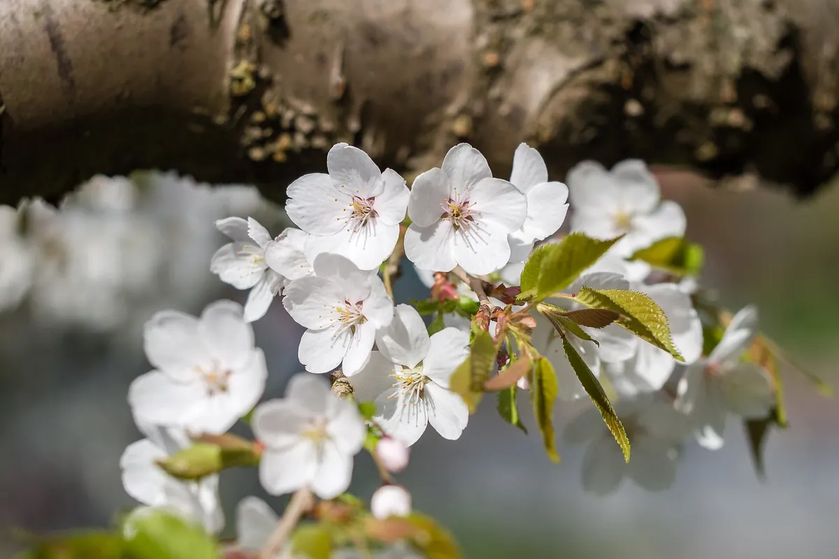 White cherry blossoms in bloom on a branch with young green leaves