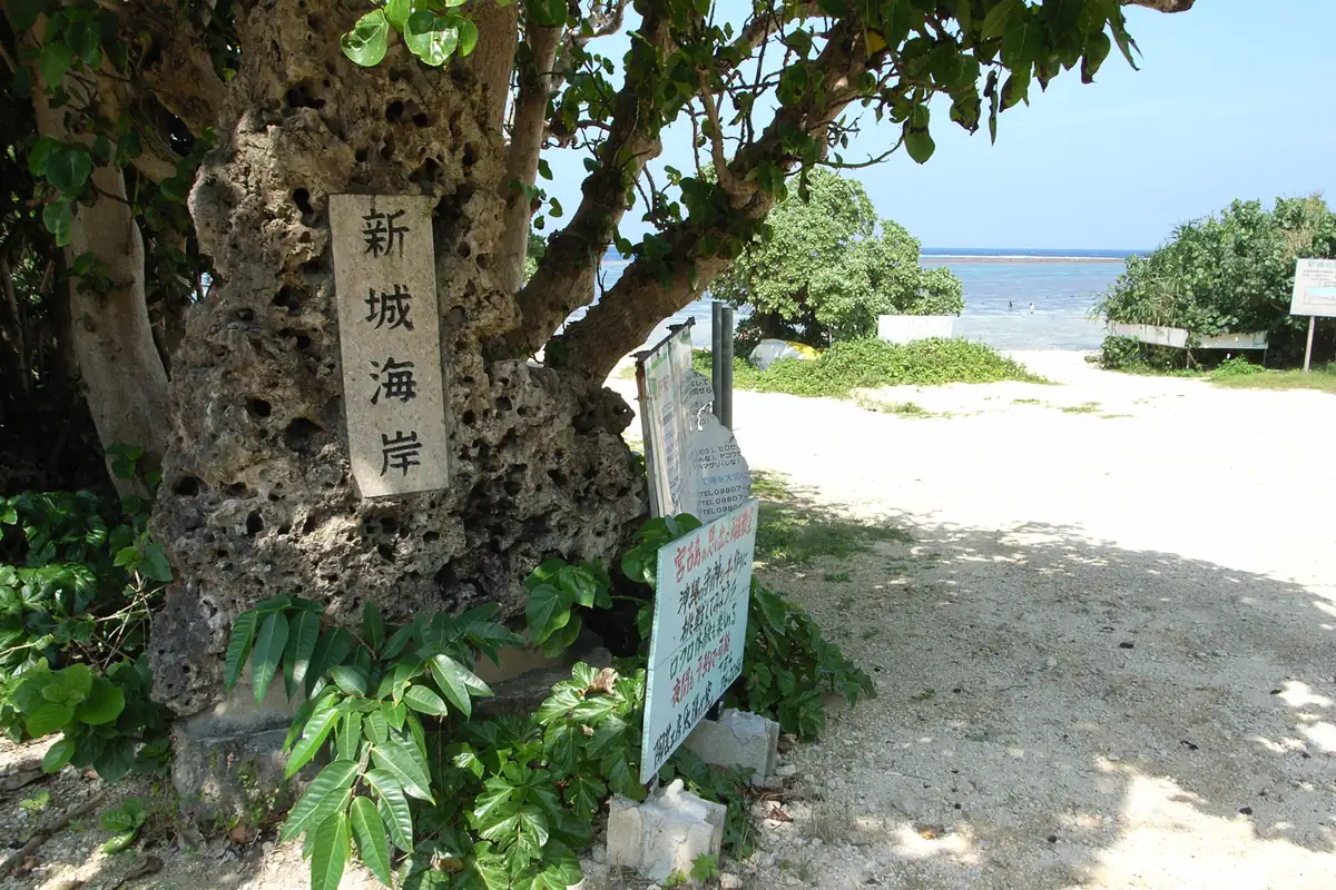 오키나와 미야코지마, 큰 나무 옆에 선 아라구스쿠 해변 표지석, 바다로 이어지는 모랫길