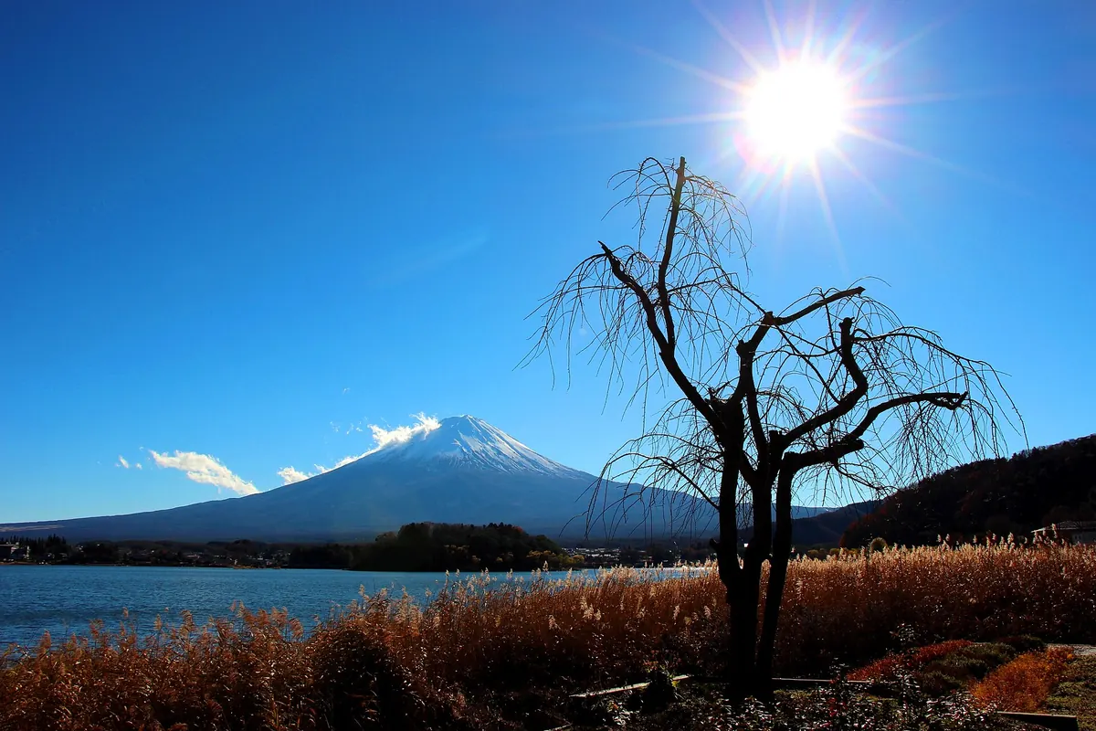 Snow-capped Mount Fuji across Lake Kawaguchi, with a bare tree silhouette and dry grass in the foreground