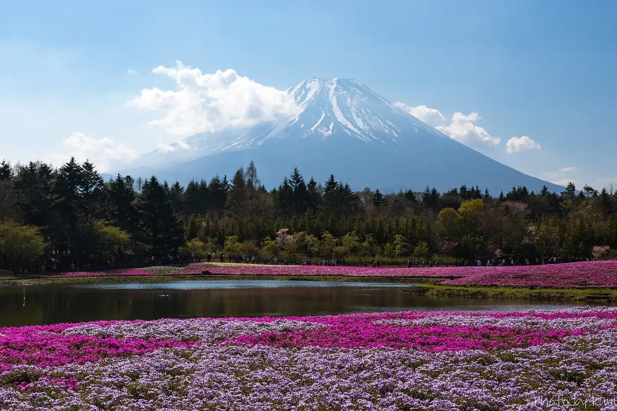 Fields of pink and purple moss phlox with a pond and snow-capped Mount Fuji behind a forest