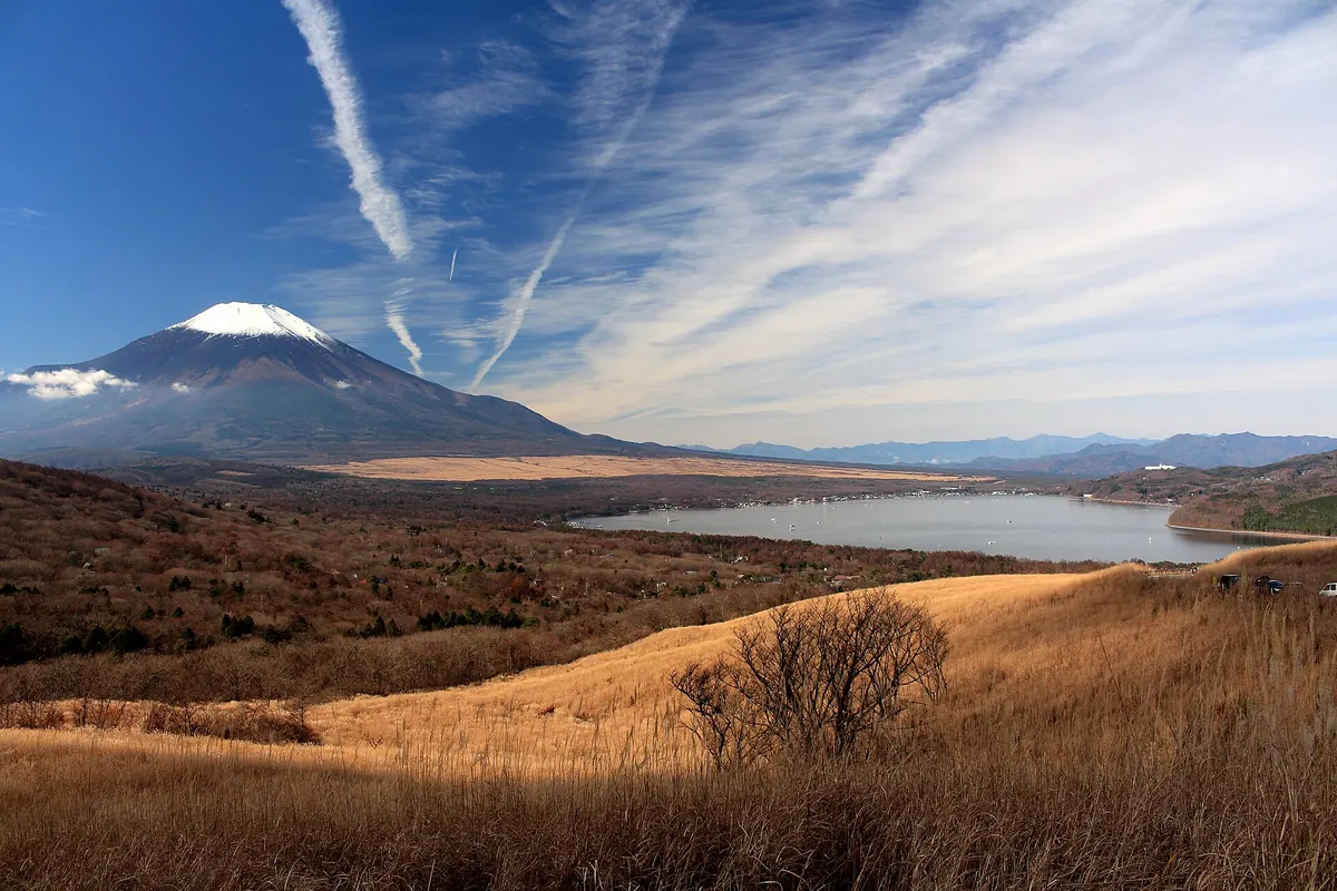 山中湖の向こうに雪化粧の富士山、手前は金色の枯れ草と葉のない低木