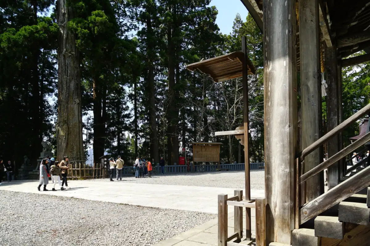 Tall cedar trees along the path to Togakushi Shrine in Nagano, with visitors walking near a wooden hall