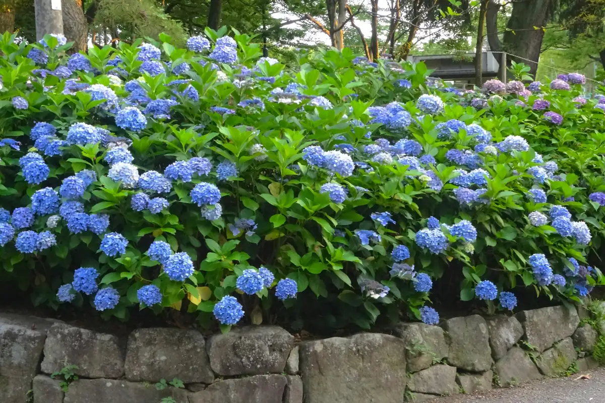 Blue hydrangea bushes in bloom above a stone wall at Tsuruma Park in Nagoya