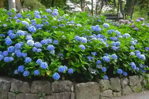 나고야 쓰루마 공원의 돌담 위에 피어난 푸른 수국 나무들