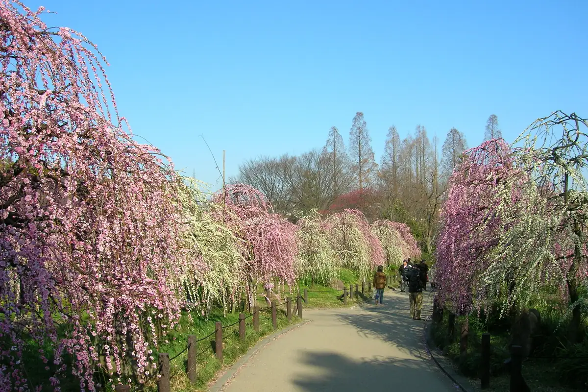 Pink and white weeping plum trees in bloom lining a path at the Nagoya Agricultural Center, with people walking