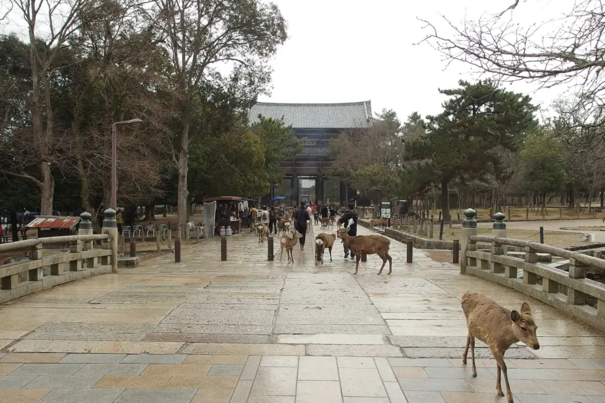 Deer walking along a paved path toward the large gate of Todai-ji Temple in Nara, with visitors in the distance