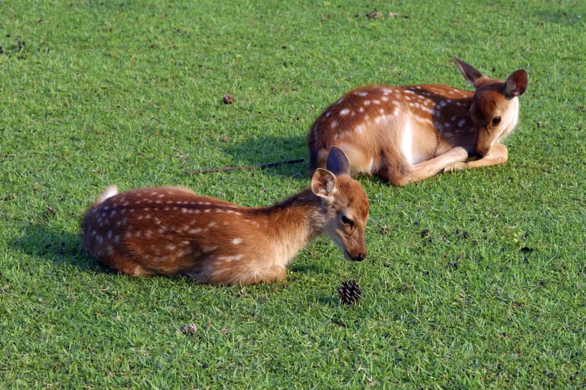 Two spotted fawns resting on green grass in Nara Park