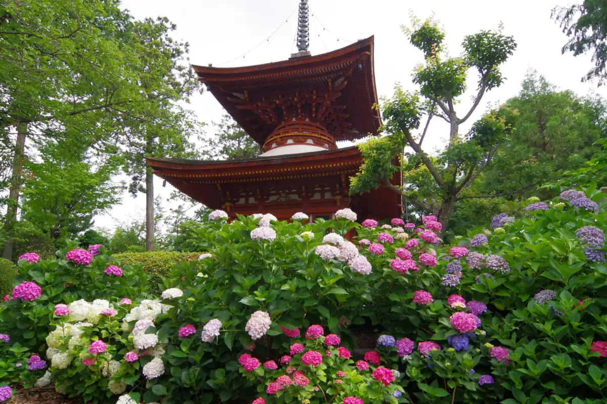 Red pagoda behind a garden of hydrangeas in pink, white and purple blooms