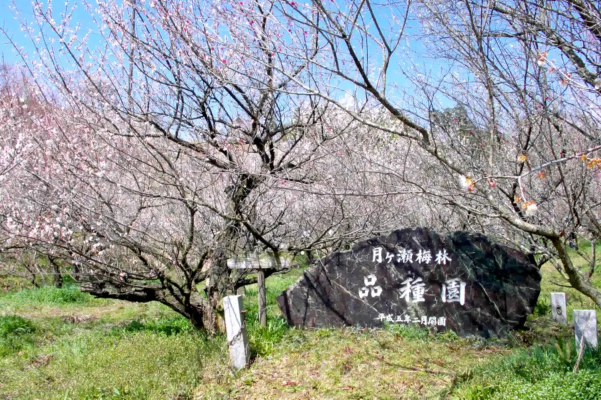 Plum trees with white and pink blossoms beside a stone monument in Tsukigase plum grove