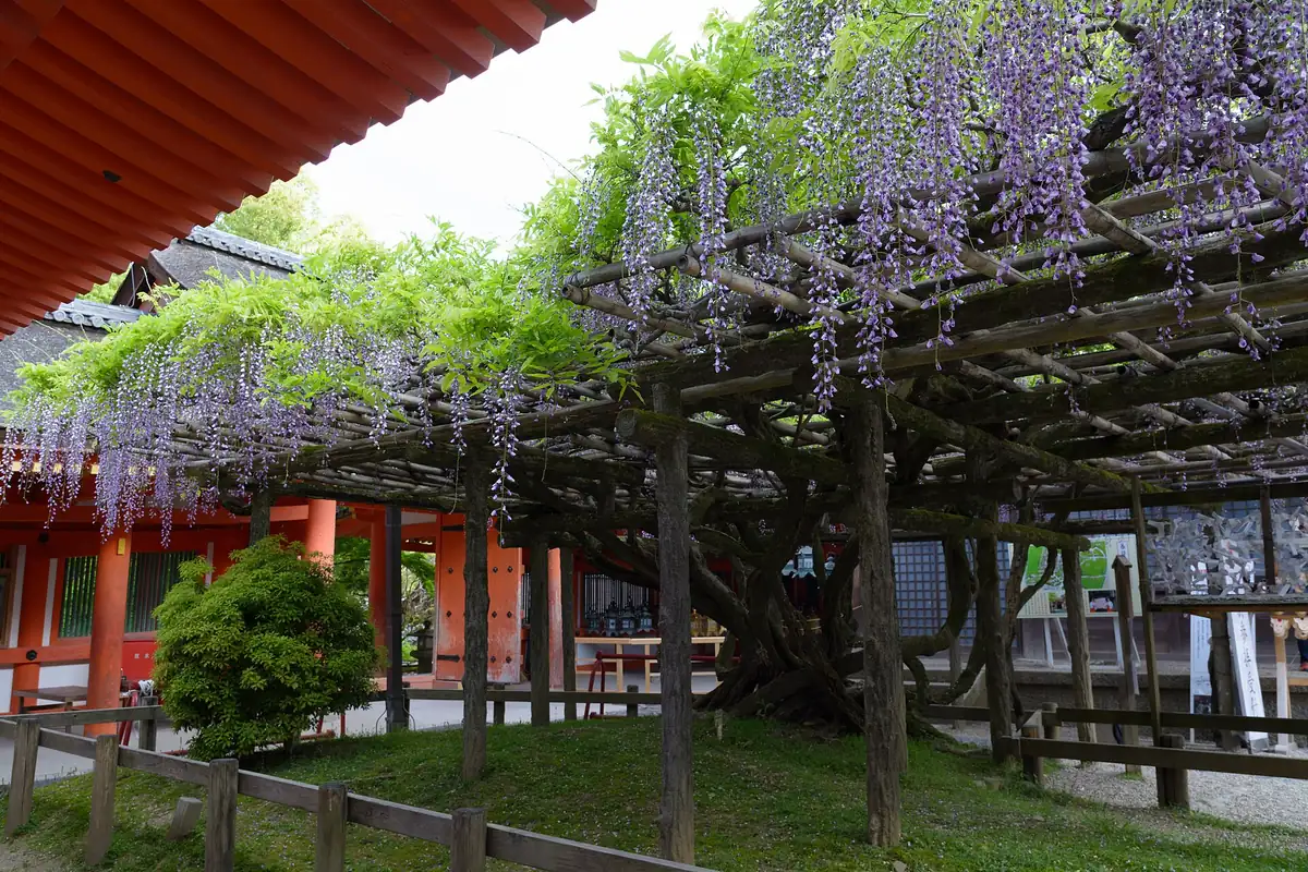 The Sunazuri-no-Fuji wisteria in bloom on a trellis at Kasuga Taisha Shrine in Nara