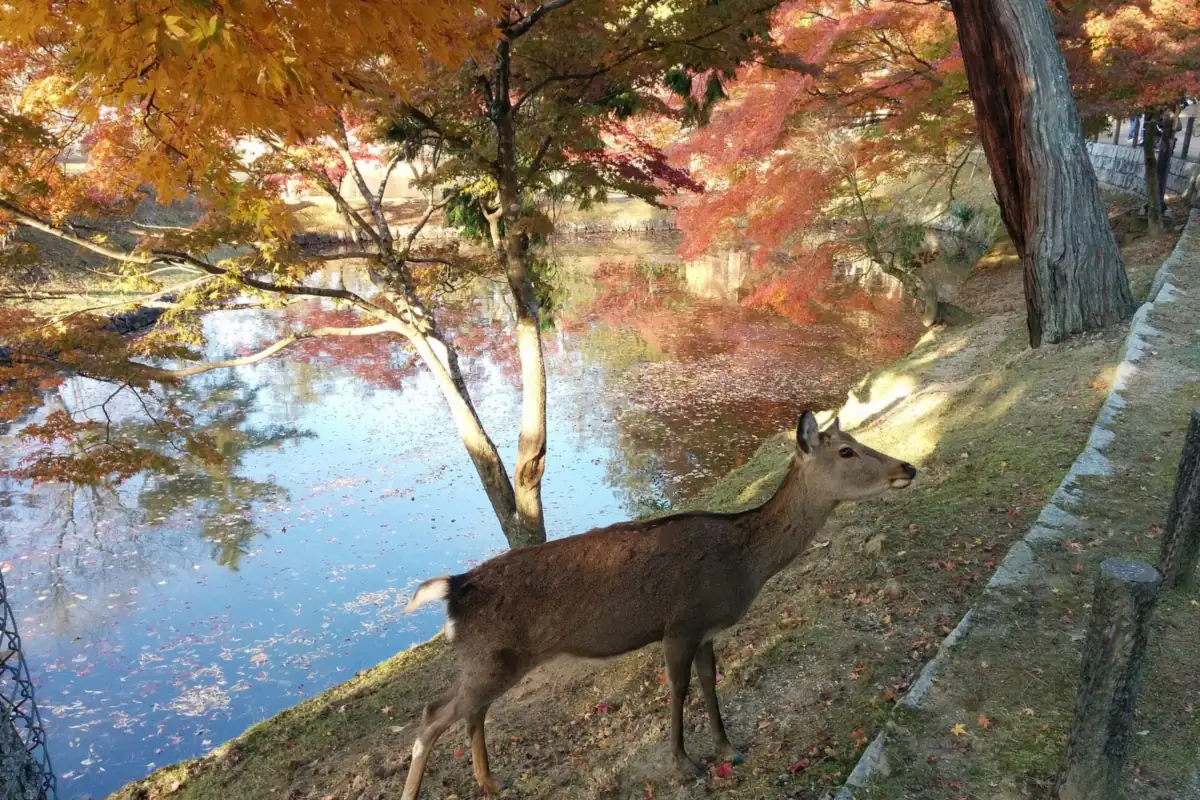 Deer standing beside a pond in Nara Park with autumn-colored trees reflected in the water