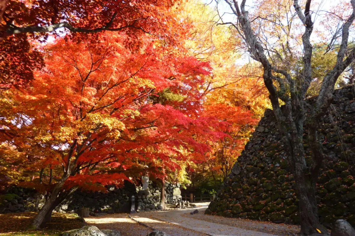 Vivid red and orange autumn leaves along a stone-walled path at Komoro Castle's Kaikoen park