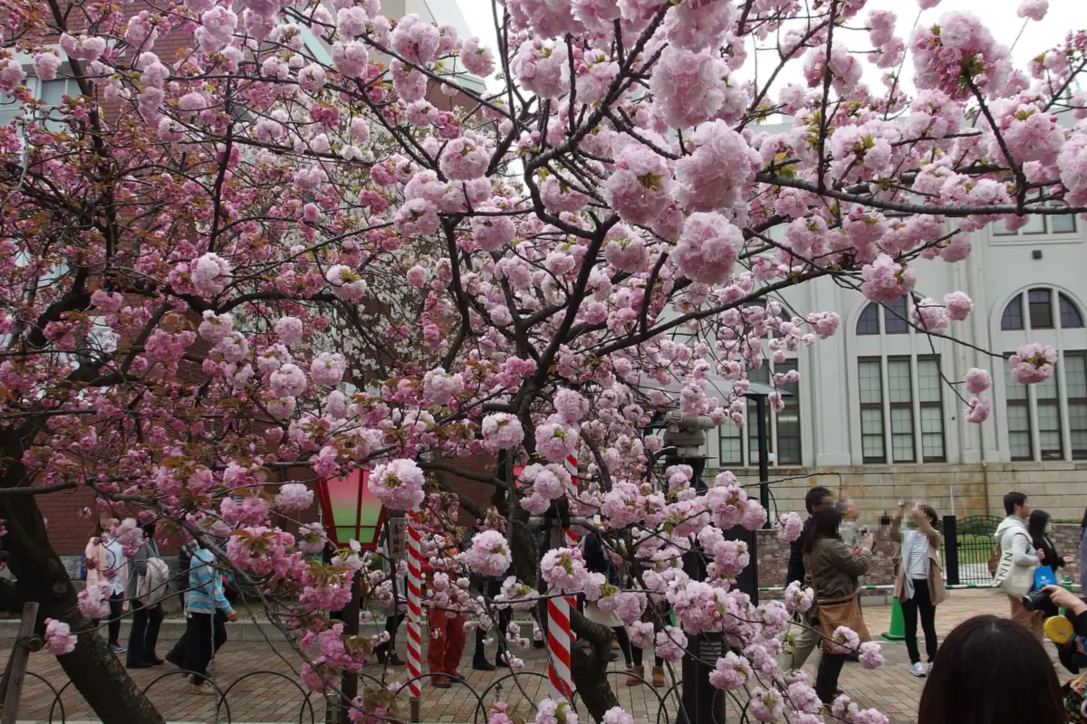 People walking beneath blooming pink cherry trees at the Japan Mint in Osaka