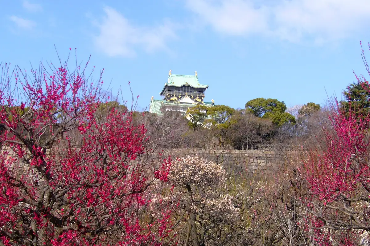 Pink, red and white plum blossoms in bloom with Osaka Castle's main tower in the background