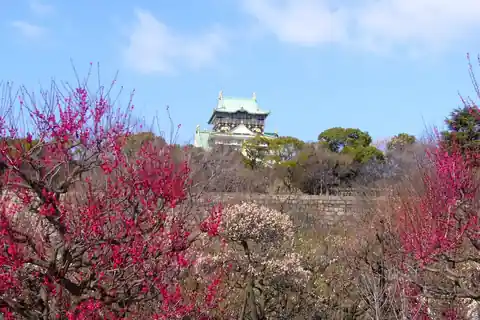 분홍색, 빨간색, 흰색 매화가 피어 있고 배경에 보이는 오사카성 천수각