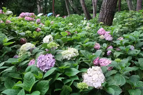오사카 나가이 식물원에서 분홍색, 보라색, 흰색 꽃을 피운 수국 나무들