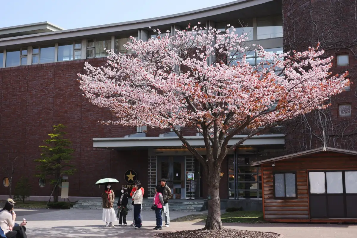 赤レンガの建物前に満開の桜の木、そばに立つ数人