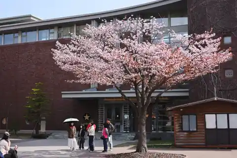 붉은 벽돌 건물 앞에 활짝 핀 벚나무, 그 옆에 서 있는 몇몇 사람들