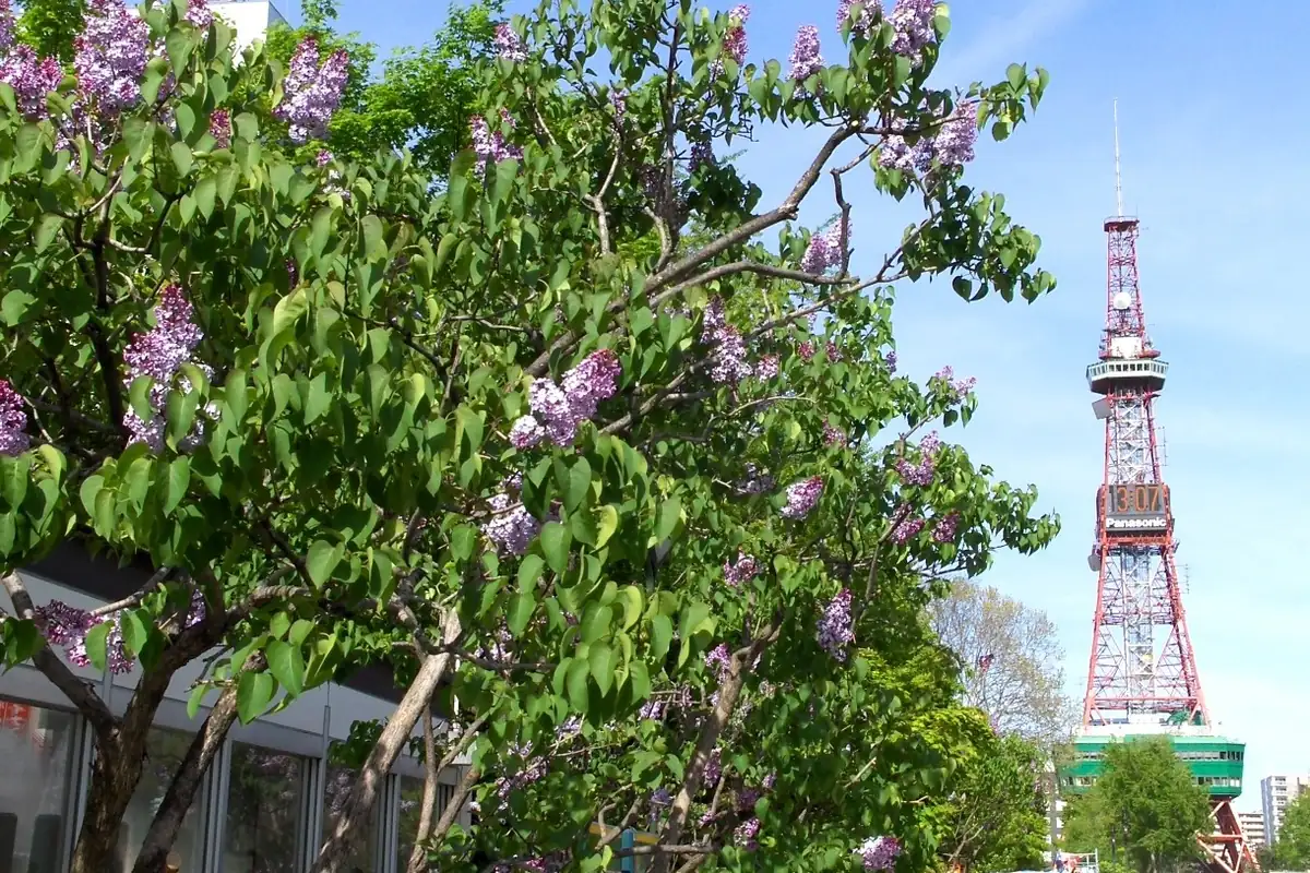 Purple lilac blossoms on a tree with the red-and-white Sapporo TV Tower behind