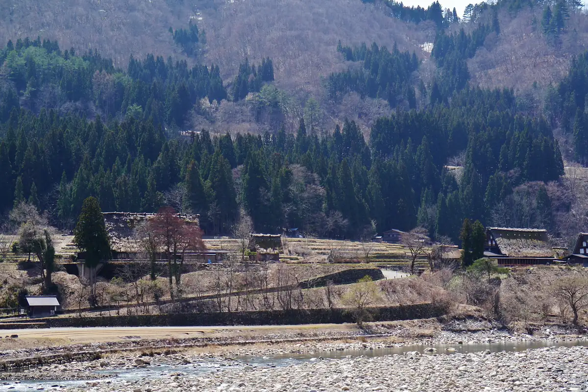 庄川對岸佇立著白川鄉的茅草合掌造農家，四周環繞枯樹與陰暗杉林