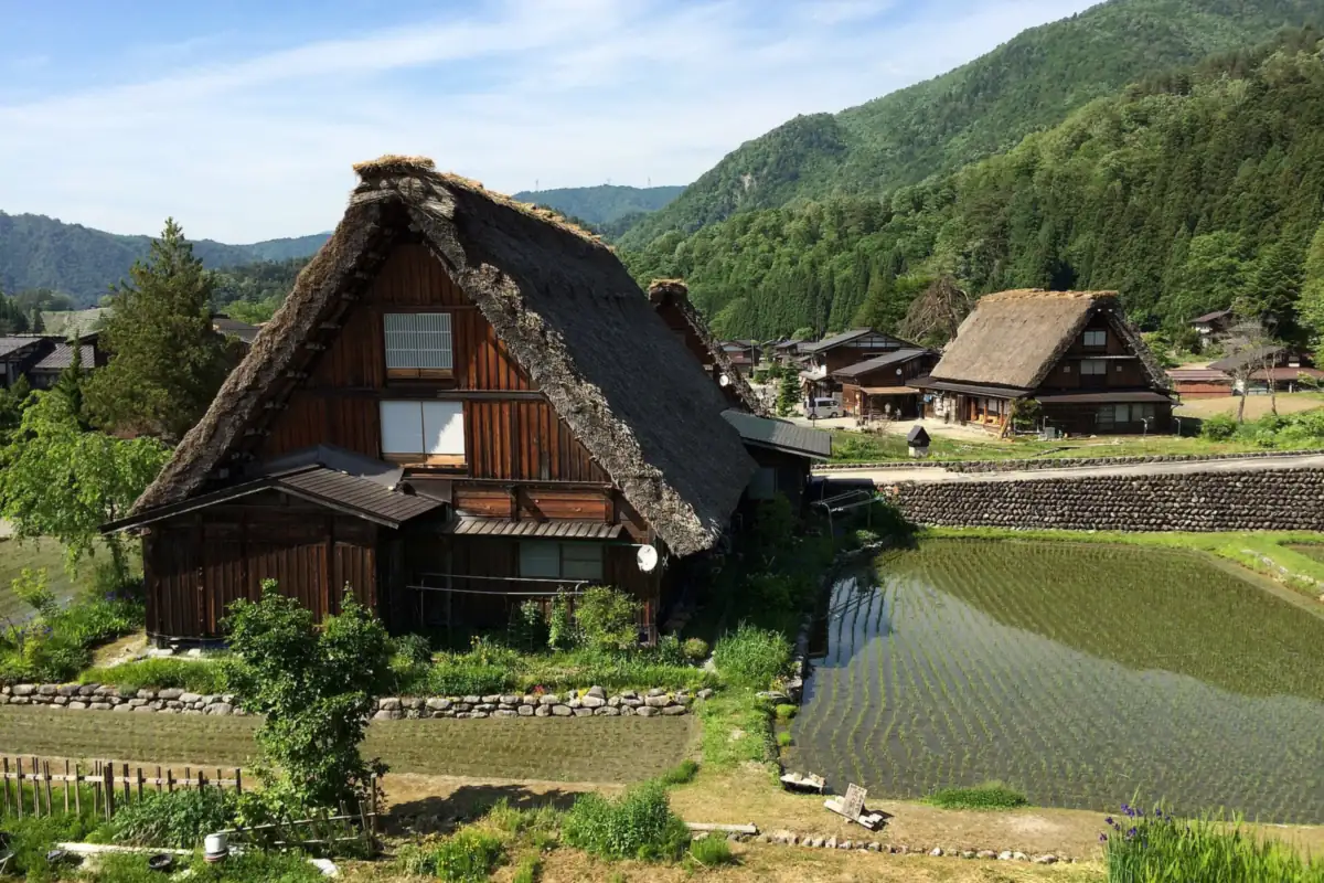 A thatched gassho-zukuri house beside a freshly planted rice paddy in Shirakawa-go, with green mountains behind